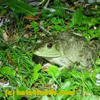 /home//u458753944/public_html/sourcegallery//Frogs/More bullfrogs/P6020048.JPG